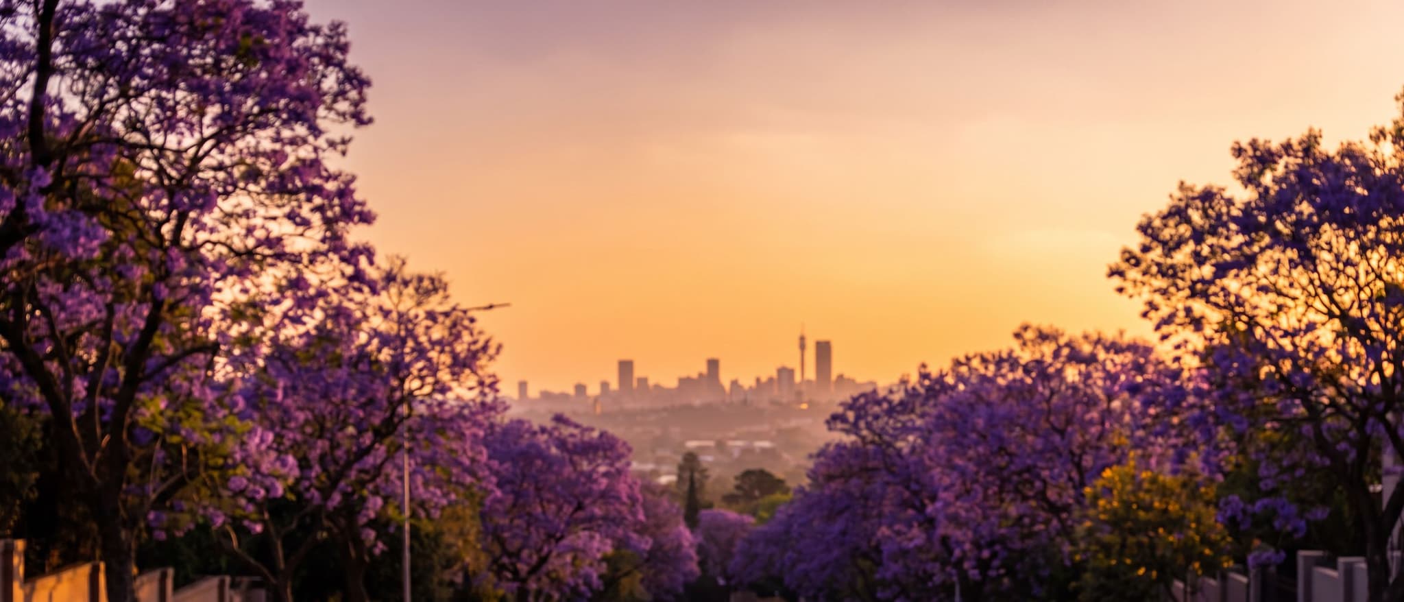 The Johannesburg skyline at golden hour behind purple jacaranda trees